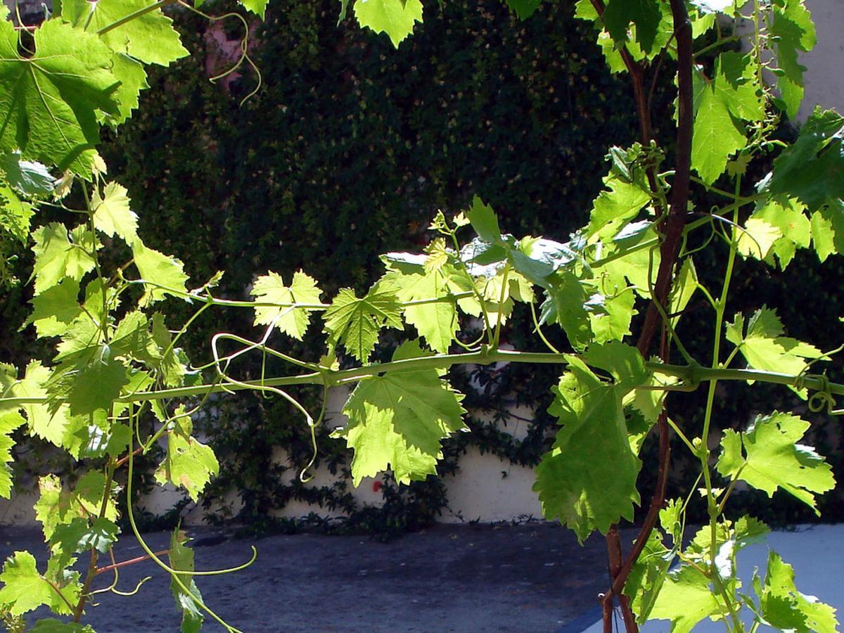 Le Clos Chez Michel Montpellier Dış mekan fotoğraf