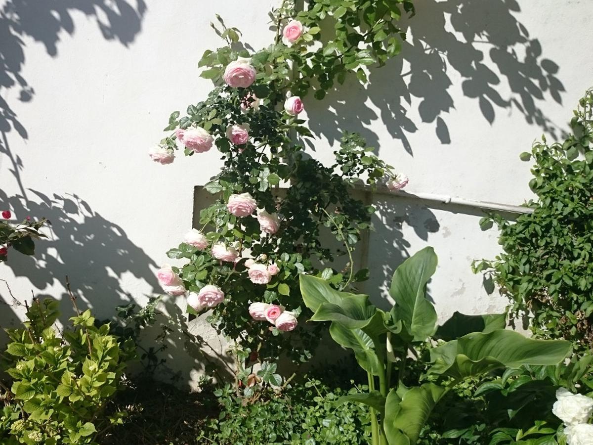 Le Clos Chez Michel Montpellier Dış mekan fotoğraf